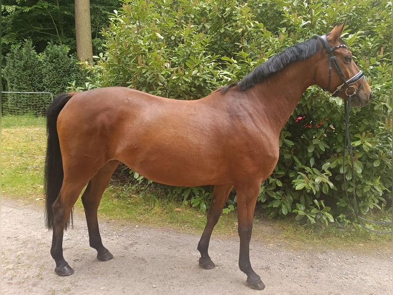 Niemiecki koń sportowy Klacz 7 lat 167 cm Gniada in Braunschweig