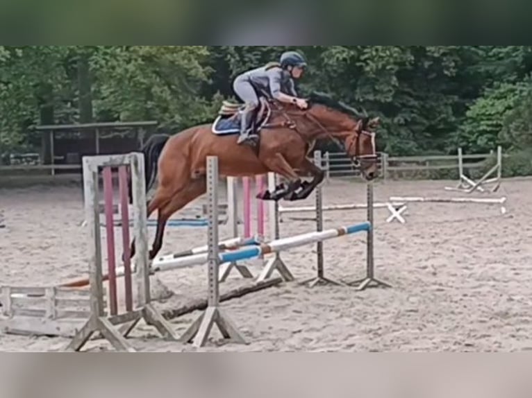 Niemiecki koń sportowy Klacz 7 lat 167 cm Gniada in Braunschweig