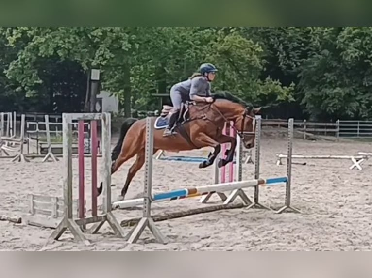 Niemiecki koń sportowy Klacz 7 lat 167 cm Gniada in Braunschweig