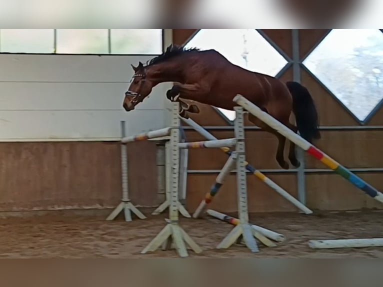 Niemiecki koń sportowy Klacz 7 lat 167 cm Gniada in Braunschweig
