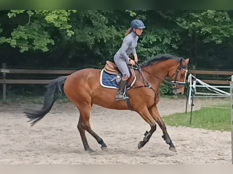 Niemiecki koń sportowy Klacz 7 lat 167 cm Gniada in Braunschweig