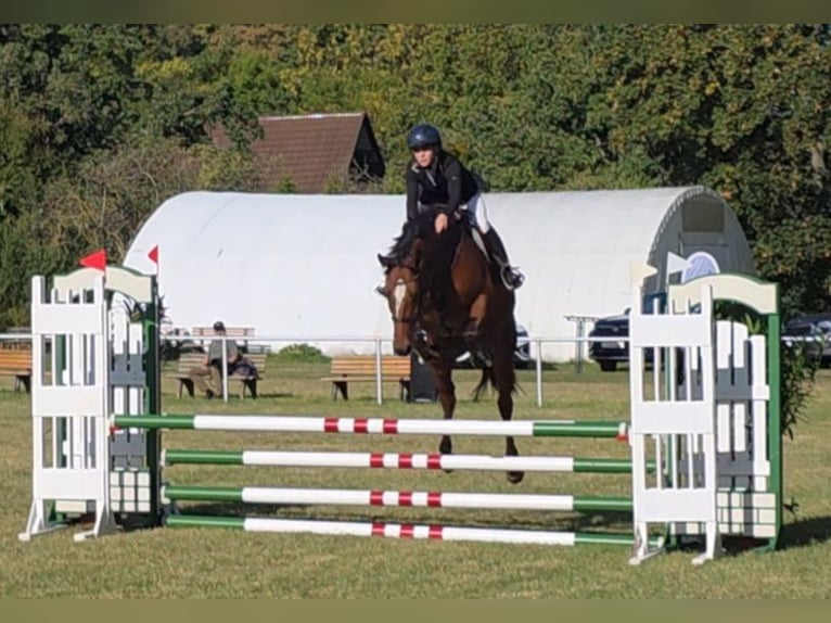 Niemiecki koń sportowy Klacz 7 lat 167 cm Gniada in Braunschweig Niemiecki koń sportowy Klacz 7 lat 167 cm Gniada in Braunschweig