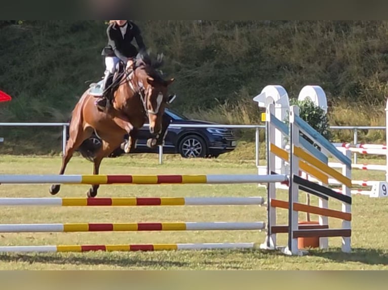 Niemiecki koń sportowy Klacz 7 lat 167 cm Gniada in Braunschweig Niemiecki koń sportowy Klacz 7 lat 167 cm Gniada in Braunschweig