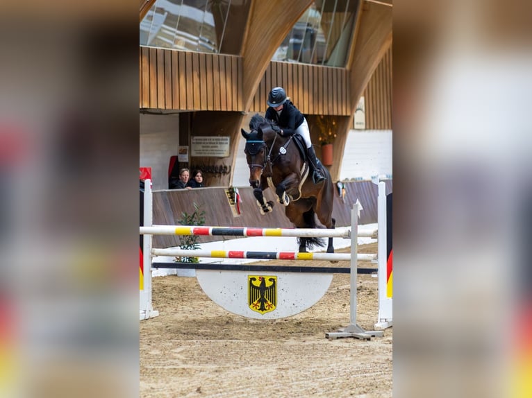Niemiecki koń sportowy Klacz 7 lat 167 cm Gniada in Willich