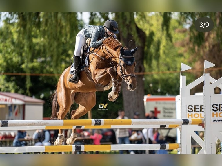 Niemiecki koń sportowy Klacz 7 lat 167 cm Kasztanowata in Viernheim