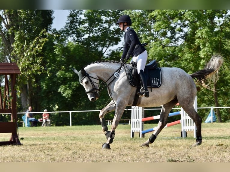 Niemiecki koń sportowy Klacz 7 lat 167 cm Siwa in BrahmenauGera