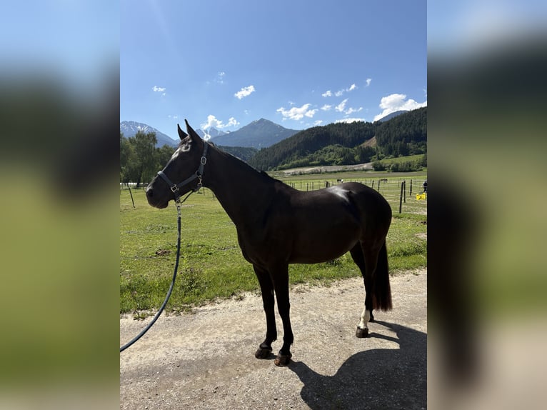 Niemiecki koń sportowy Klacz 7 lat 167 cm Skarogniada in Unterperfuss