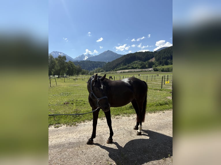 Niemiecki koń sportowy Klacz 7 lat 167 cm Skarogniada in Unterperfuss