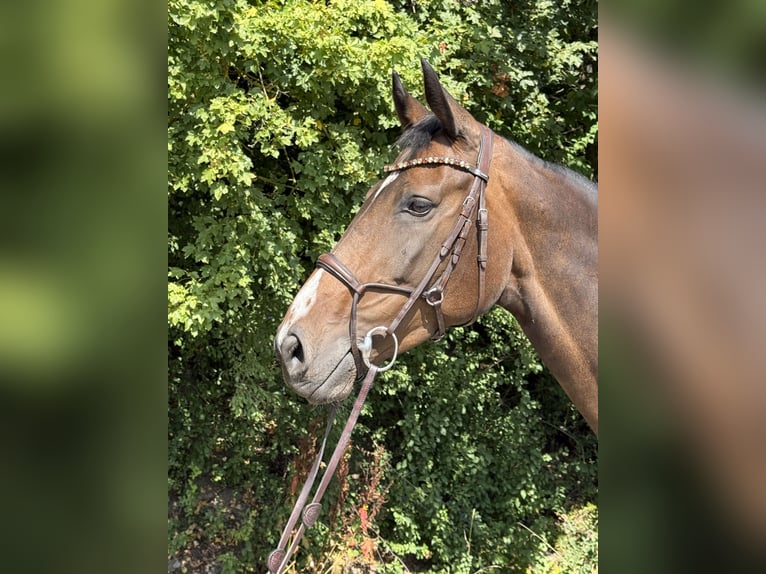 Niemiecki koń sportowy Klacz 7 lat 168 cm Ciemnogniada in Ehningen