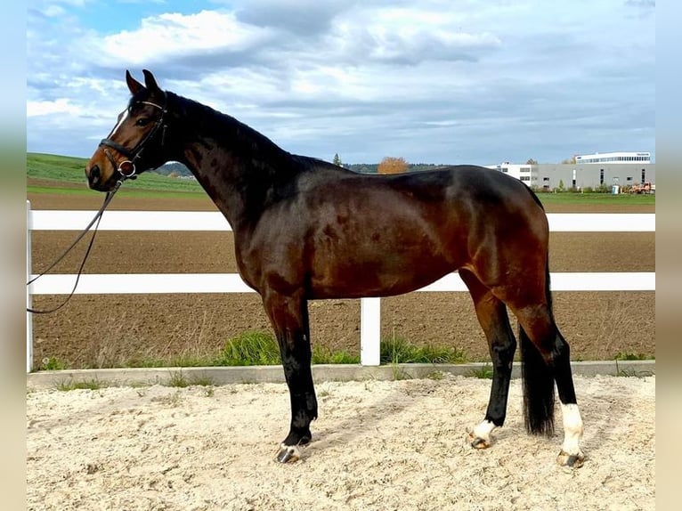 Niemiecki koń sportowy Klacz 7 lat 168 cm Ciemnogniada in Allershausen