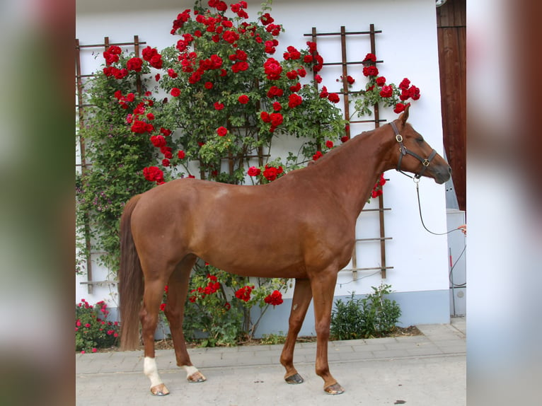Niemiecki koń sportowy Klacz 7 lat 168 cm Ciemnokasztanowata in Erharting