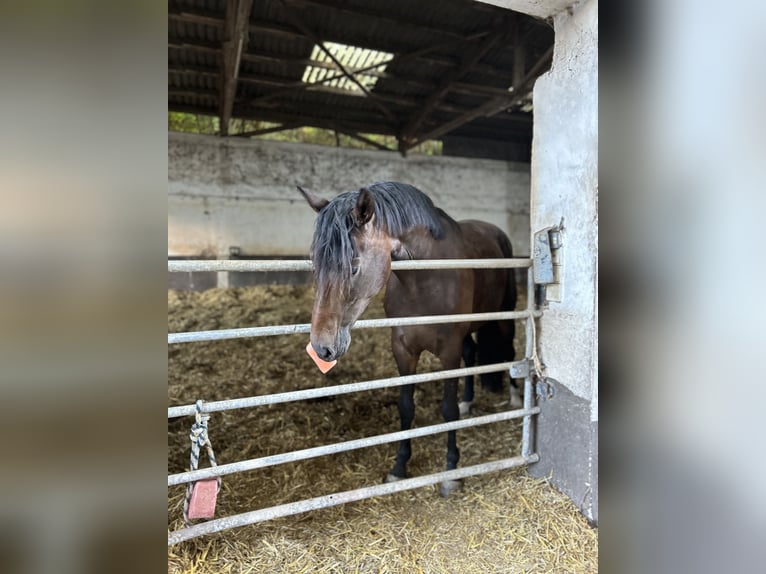 Niemiecki koń sportowy Klacz 7 lat 168 cm Gniada in Osburg
