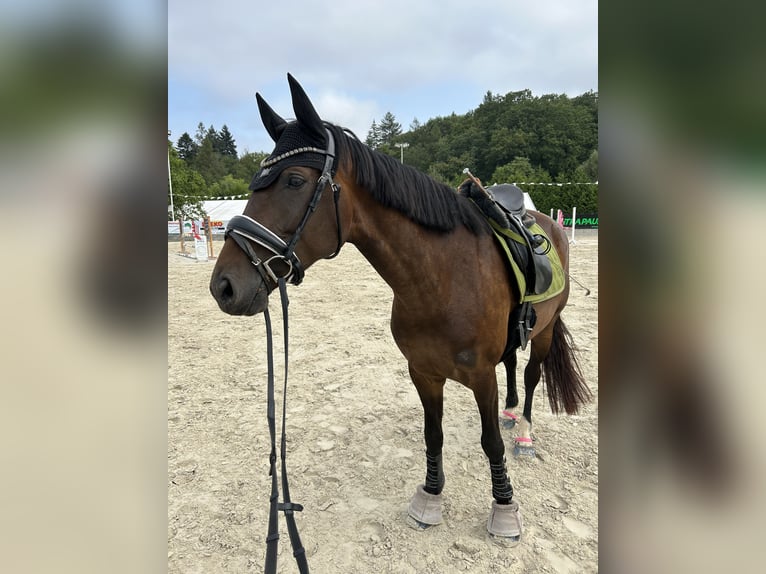 Niemiecki koń sportowy Klacz 7 lat 168 cm Gniada in Osburg