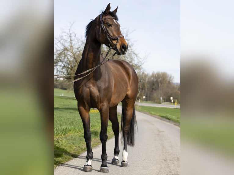 Niemiecki koń sportowy Klacz 7 lat 168 cm Gniada in Kanzach