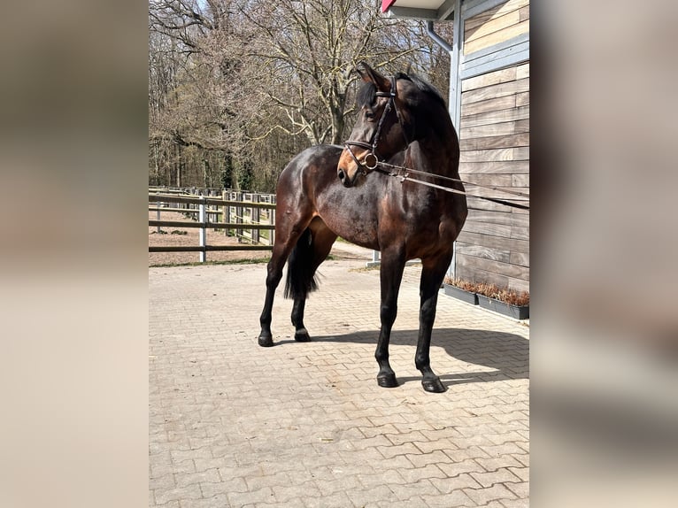 Niemiecki koń sportowy Klacz 7 lat 168 cm Gniada in Leipzig