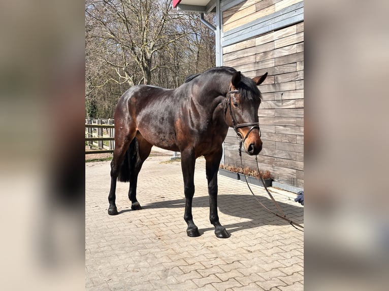Niemiecki koń sportowy Klacz 7 lat 168 cm Gniada in Leipzig
