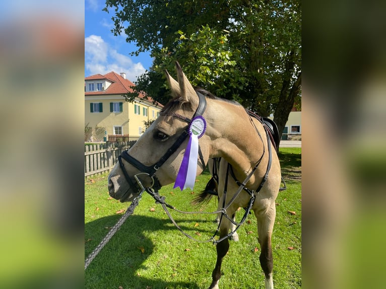Niemiecki koń sportowy Klacz 7 lat 168 cm Jelenia in Karnabrunn