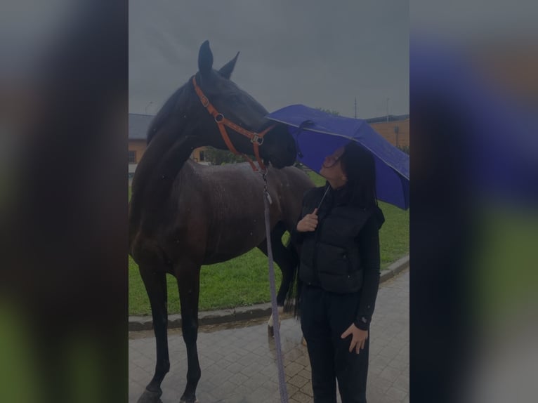 Niemiecki koń sportowy Klacz 7 lat 168 cm Kara in P&#x119;powo