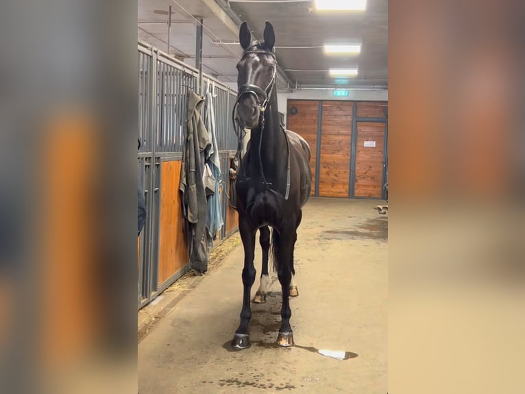 Niemiecki koń sportowy Klacz 7 lat 168 cm Kara in P&#x119;powo