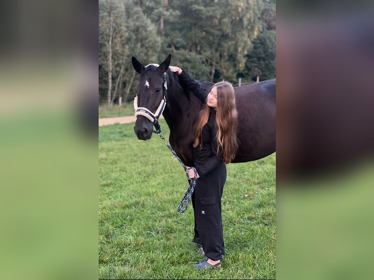 Niemiecki koń sportowy Klacz 7 lat 168 cm Kara in P&#x119;powo