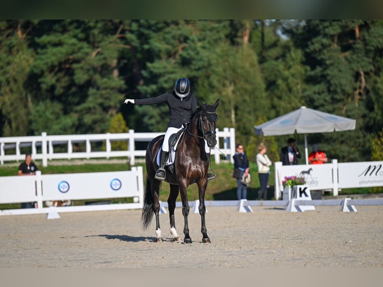 Niemiecki koń sportowy Klacz 7 lat 168 cm Kara in P&#x119;powo