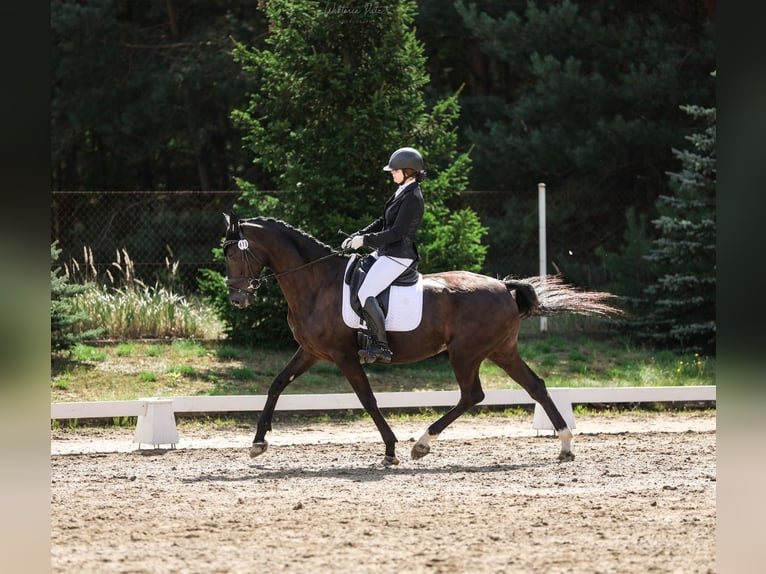 Niemiecki koń sportowy Klacz 7 lat 168 cm Kara in P&#x119;powo