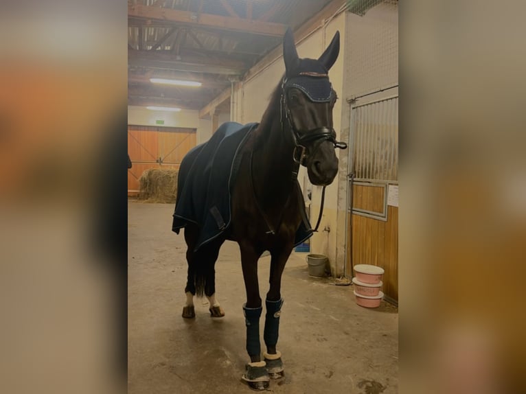 Niemiecki koń sportowy Klacz 7 lat 168 cm Kara in P&#x119;powo
