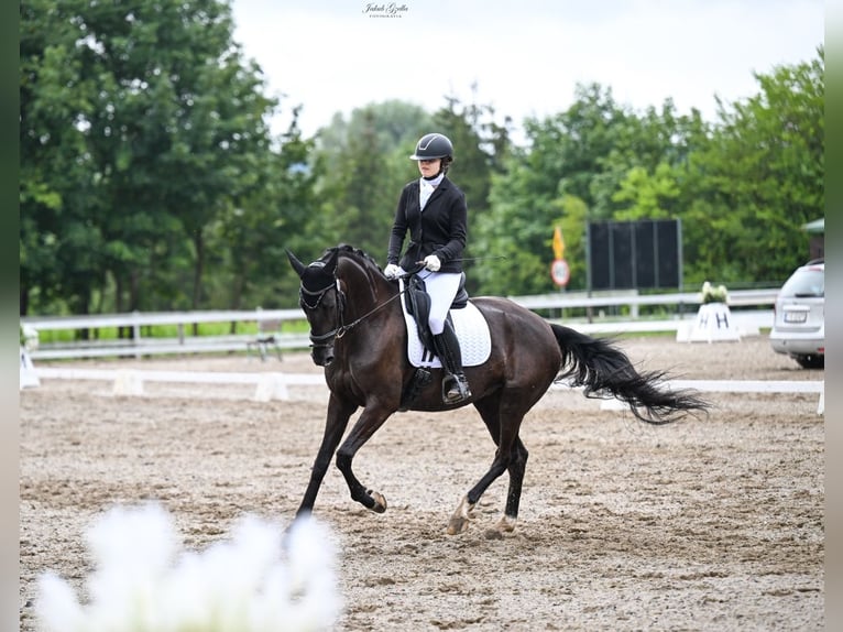 Niemiecki koń sportowy Klacz 7 lat 168 cm Kara in P&#x119;powo
