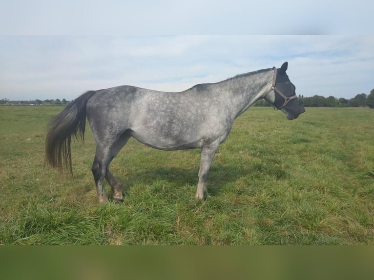 Niemiecki koń sportowy Klacz 7 lat 168 cm Siwa in Seester