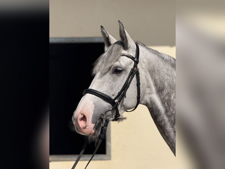 Niemiecki koń sportowy Klacz 7 lat 168 cm Siwa in Dannigkow