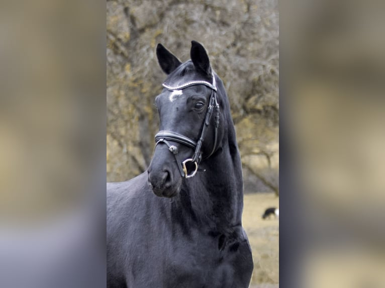 Niemiecki koń sportowy Klacz 7 lat 169 cm Kara in Empfingen