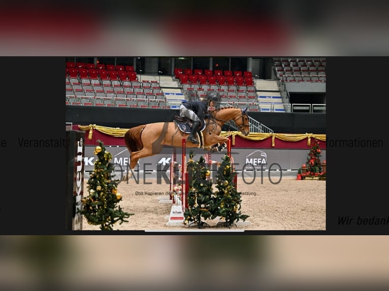 Niemiecki koń sportowy Klacz 7 lat 169 cm Kasztanowata in Stegersbach