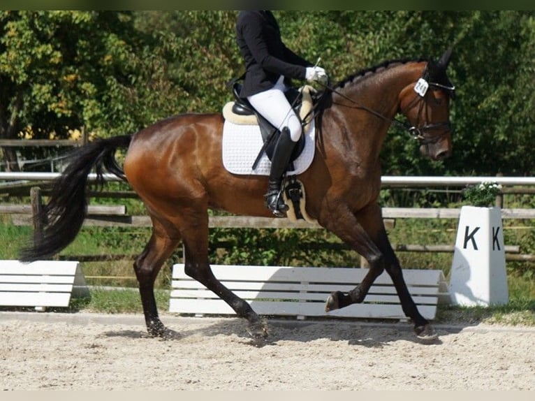 Niemiecki koń sportowy Klacz 7 lat 170 cm Gniada in Tübingen