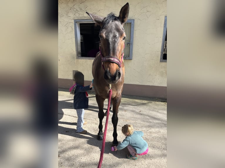 Niemiecki koń sportowy Klacz 7 lat 170 cm Gniada in Stuttgart