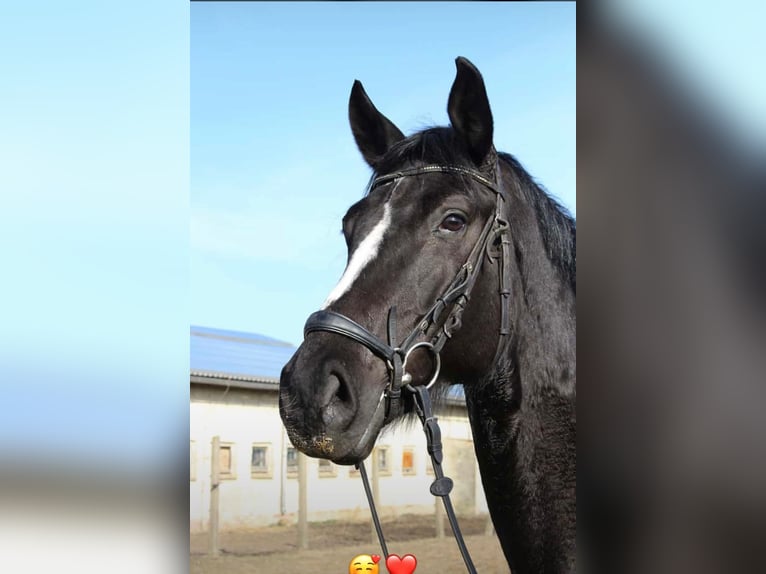 Niemiecki koń sportowy Klacz 7 lat 170 cm Kara in Wahlitz