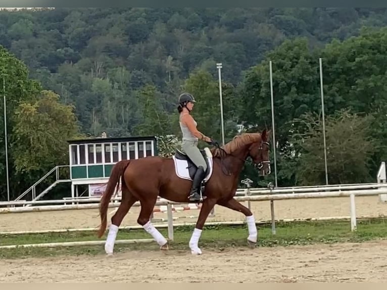 Niemiecki koń sportowy Klacz 7 lat 170 cm Kasztanowata in Trier