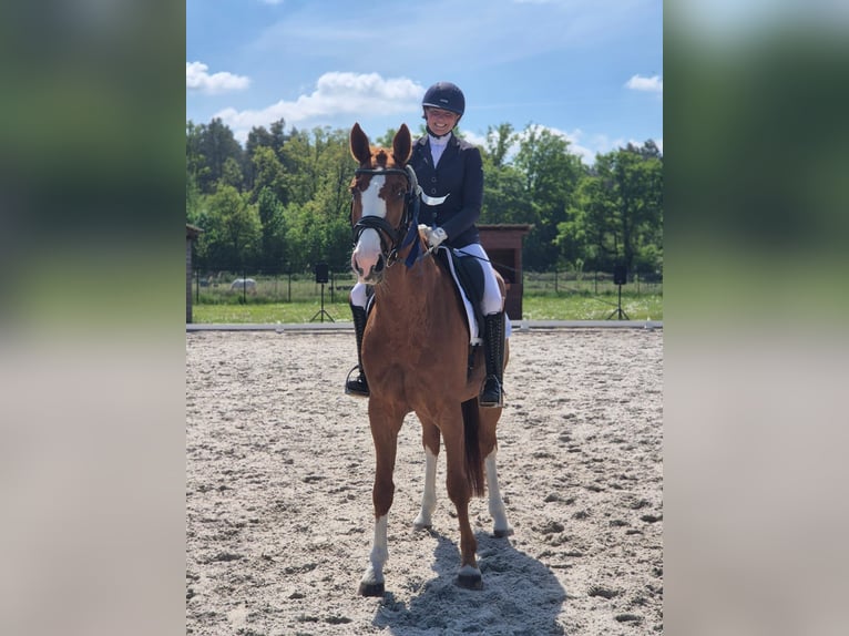 Niemiecki koń sportowy Klacz 7 lat 170 cm Kasztanowata in Sch&#xF6;nwalde-Glien