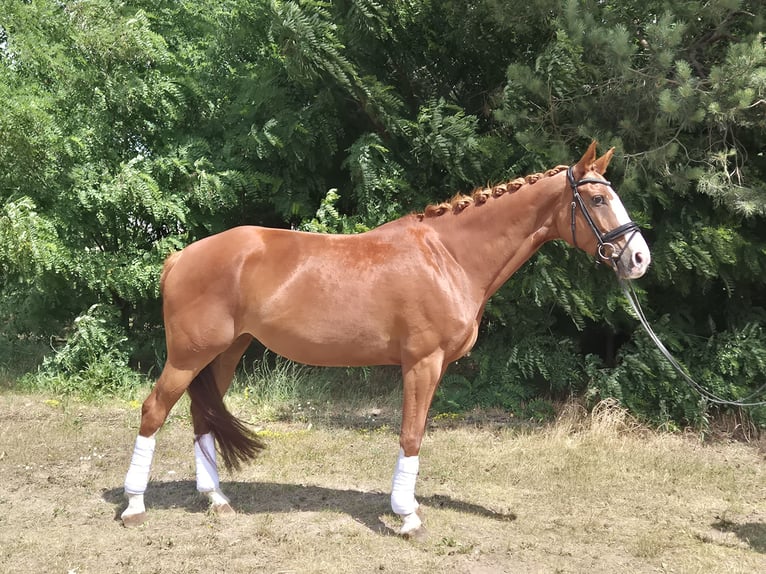 Niemiecki koń sportowy Klacz 7 lat 170 cm Kasztanowata in Sch&#xF6;nwalde-Glien