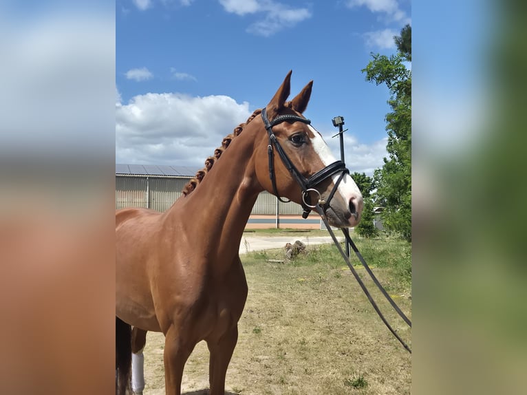 Niemiecki koń sportowy Klacz 7 lat 170 cm Kasztanowata in Sch&#xF6;nwalde-Glien