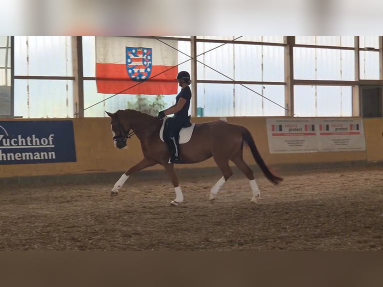 Niemiecki koń sportowy Klacz 7 lat 170 cm Kasztanowata in Sch&#xF6;nwalde-Glien