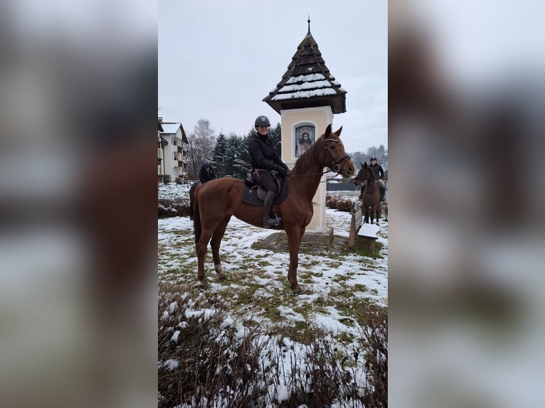 Niemiecki koń sportowy Klacz 7 lat 170 cm Kasztanowata in WitschFeldkirchen in Kärnten