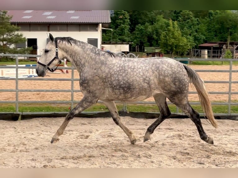 Niemiecki koń sportowy Klacz 7 lat 170 cm Siwa in W&#xFC;rzburg