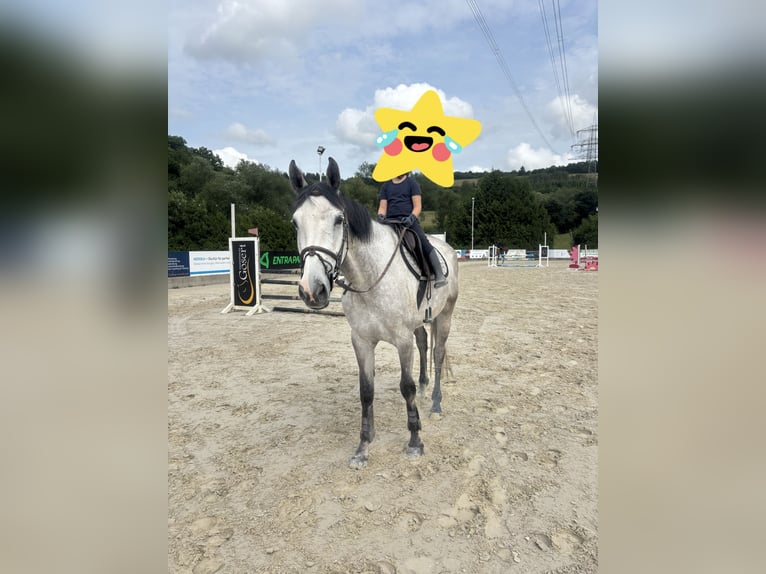 Niemiecki koń sportowy Klacz 7 lat 170 cm Siwa in Schweich