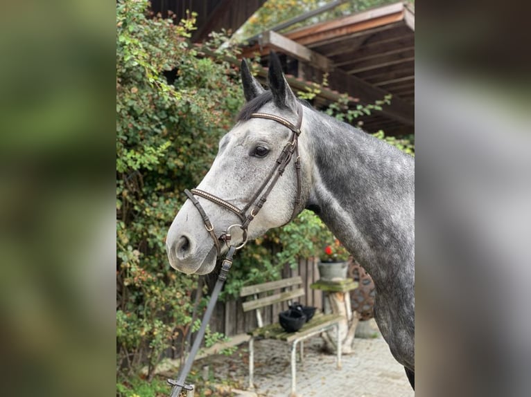 Niemiecki koń sportowy Klacz 7 lat 170 cm Siwa in Loiching