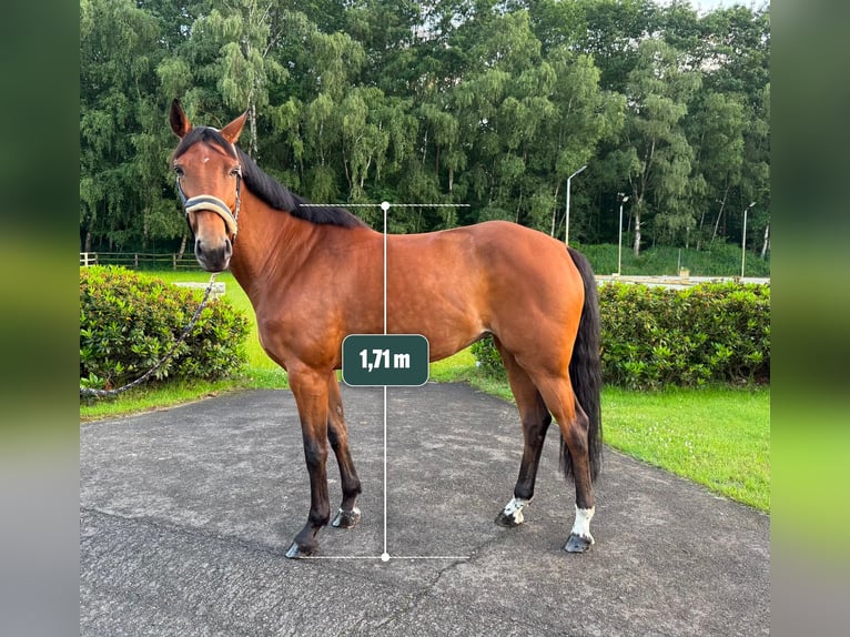 Niemiecki koń sportowy Klacz 7 lat 171 cm Gniada in Thuine