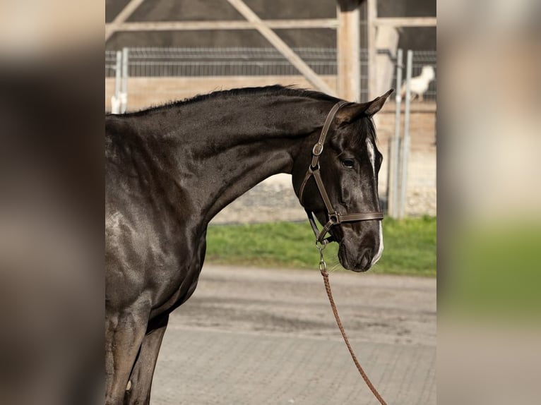 Niemiecki koń sportowy Klacz 7 lat 171 cm Kara in Altishofen