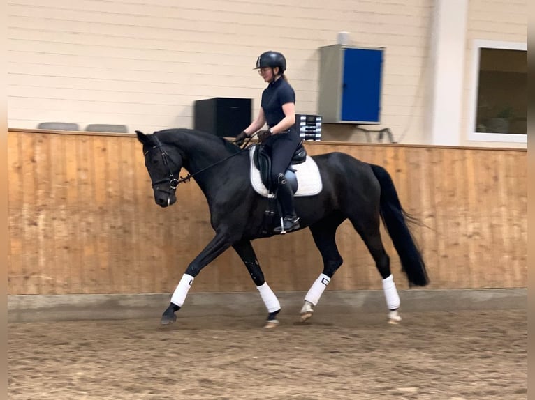 Niemiecki koń sportowy Klacz 7 lat 172 cm Kara in Norderstedt