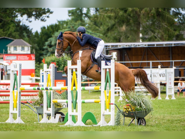 Niemiecki koń sportowy Klacz 7 lat 172 cm Kasztanowata in Insel Poel