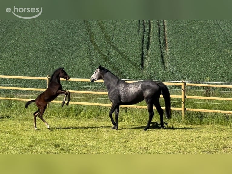 Niemiecki koń sportowy Klacz 7 lat 172 cm Siwa in Gronau (Leine)Gronau