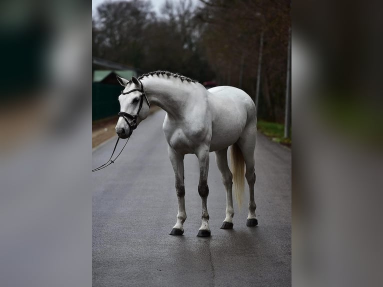 Niemiecki koń sportowy Klacz 7 lat 172 cm Siwa in Kecskemét